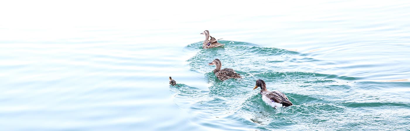 Four ducks swimming in the lake